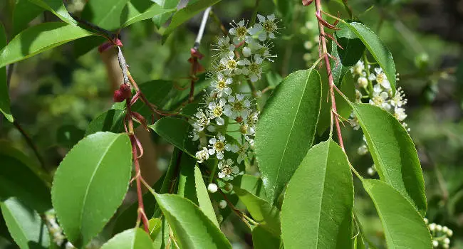 Chokecherry