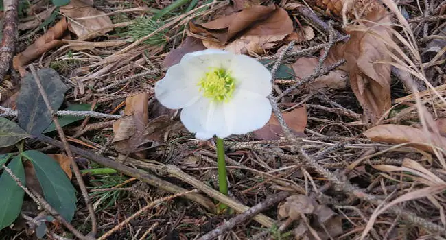 Christmas Rose