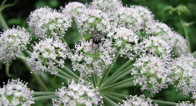 Cicuta Virosa