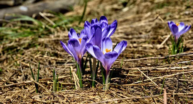 Crocus