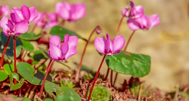 Cyclamen