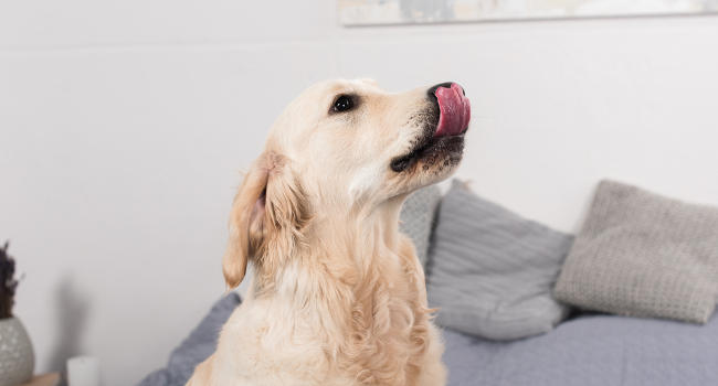 dog-licking-lips650 Dog licking lips