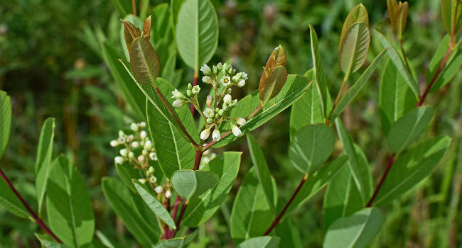 Dogbane