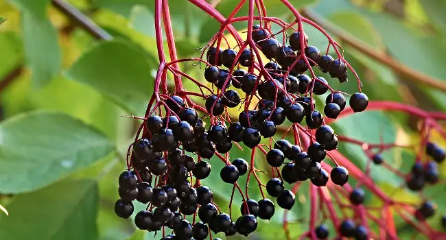 Elderberry