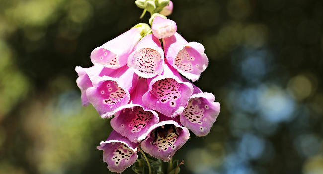 Foxglove