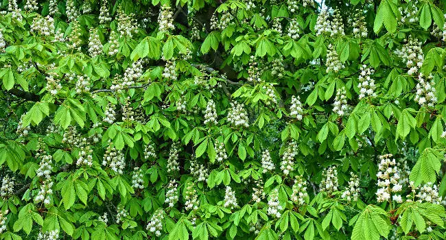 Horse Chestnut Tree