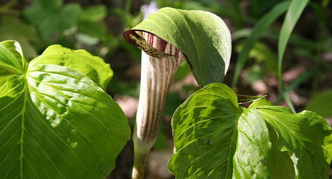 Jack-in-the-pulpit