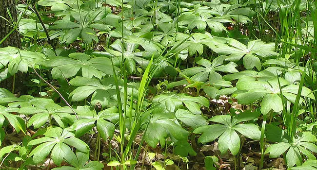 Mayapple