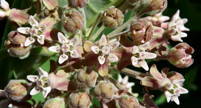 Milkweed