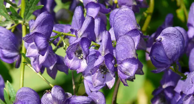 Monkshood