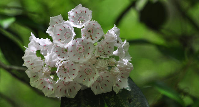 Mountain Laurel