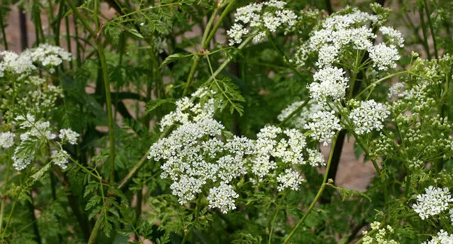 Poison Hemlock