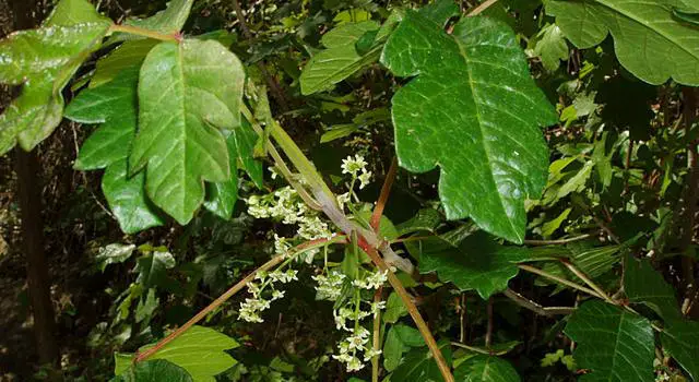 Poison Oak