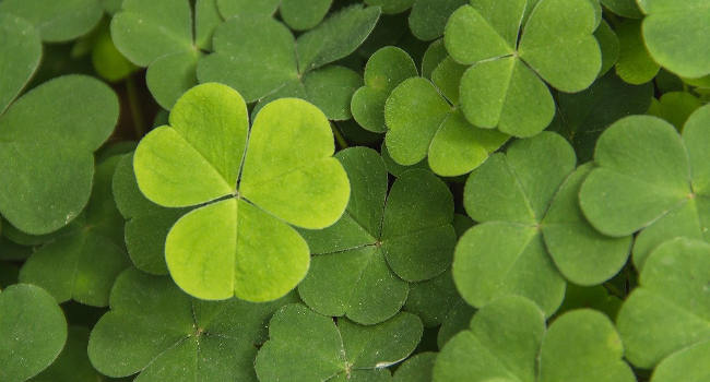 Shamrock
