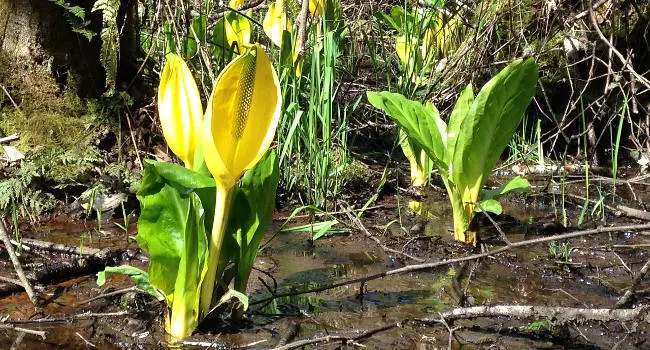 Skunk Cabbage