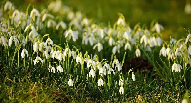 Snowdrops