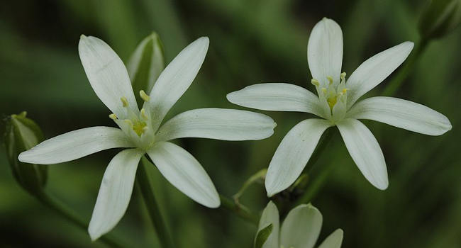 Star of Bethlehem