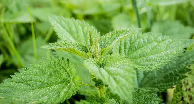 Stinging Nettle