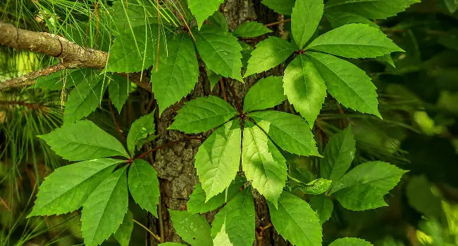 Virginia Creeper