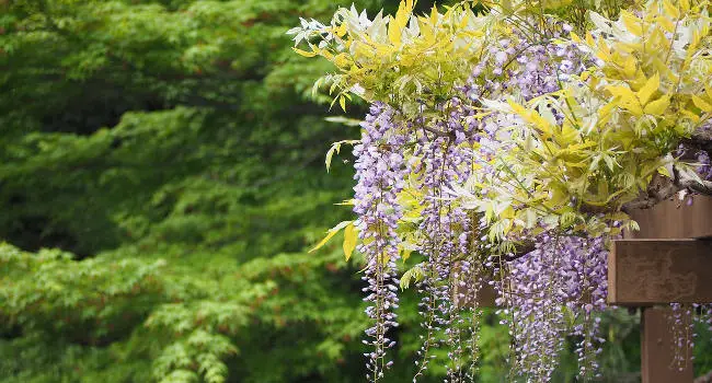 Wisteria