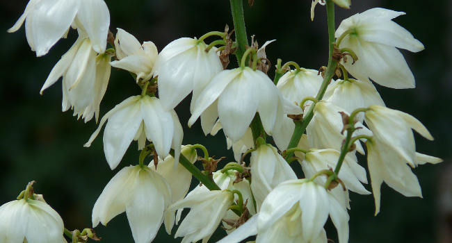 Yucca