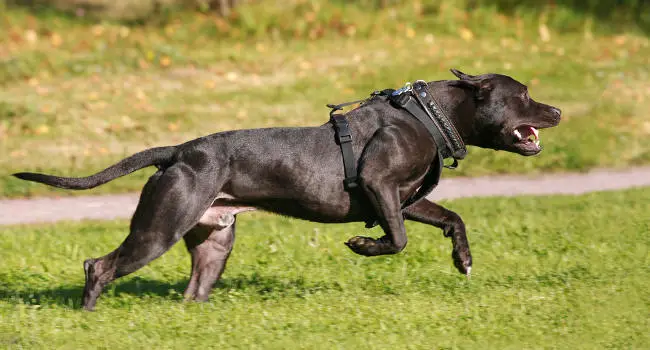 Pitbull at healthy weight