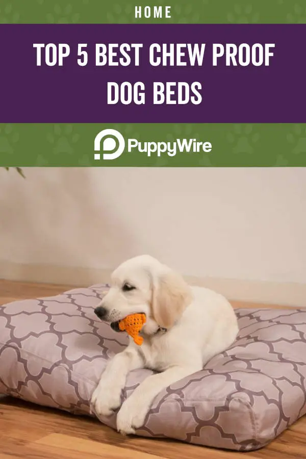Top 5 Best Chew Proof Dog Beds