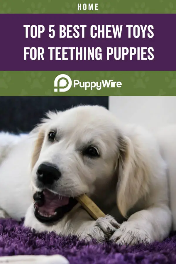 Top 5 Best Chew Toys for Teething Puppies