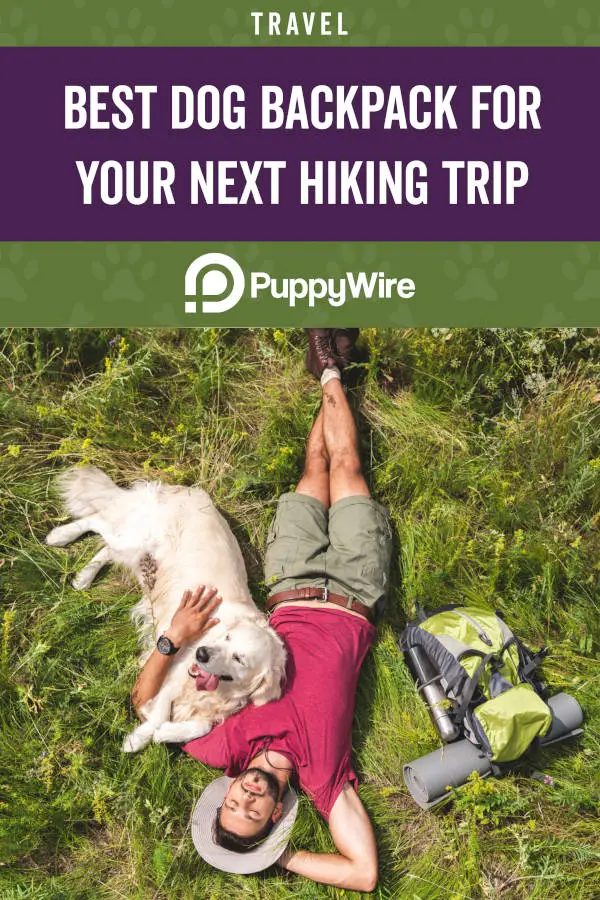 Best Dog Backpack for Your Next Hiking Trip