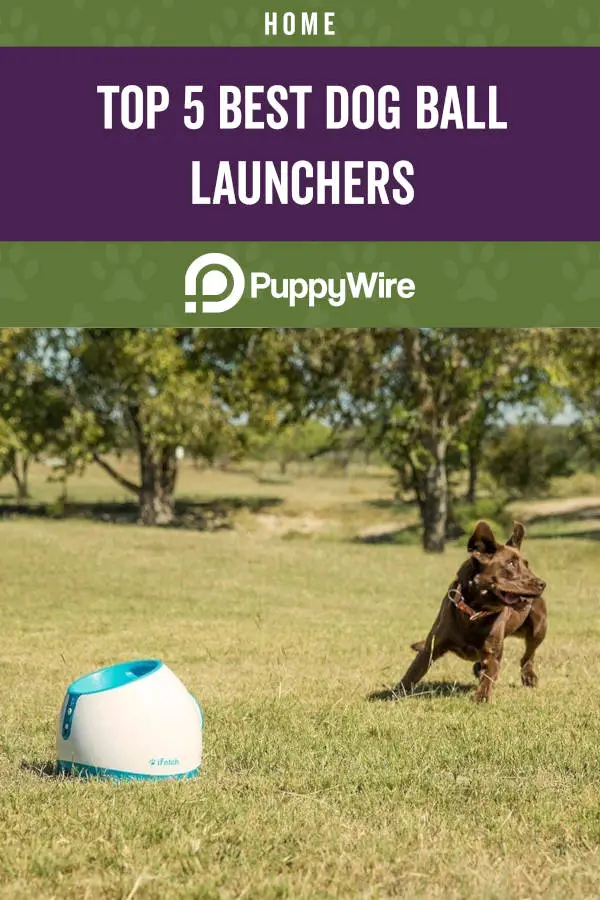 Top 5 Best Dog Ball Launchers