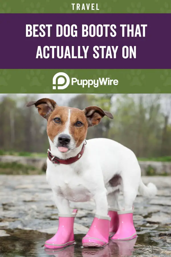 Best Dog Boots That Actually Stay On