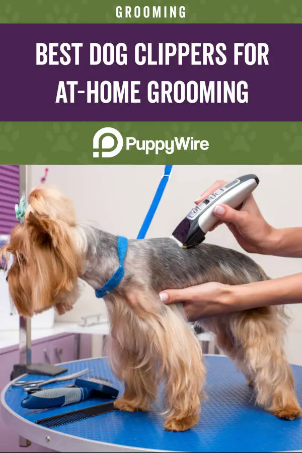 Best Dog Clippers for At-Home Grooming