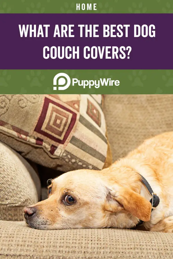 What are the Best Dog Couch Covers?