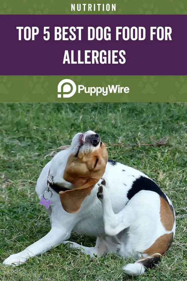 Top 5 Best Dog Food for Allergies