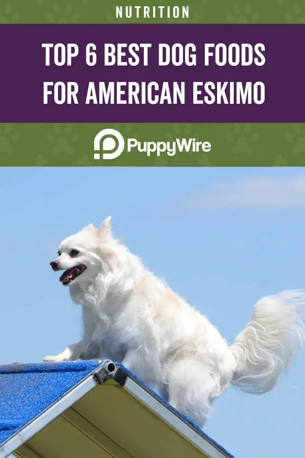 Top 6 Best Dog Foods for American Eskimo