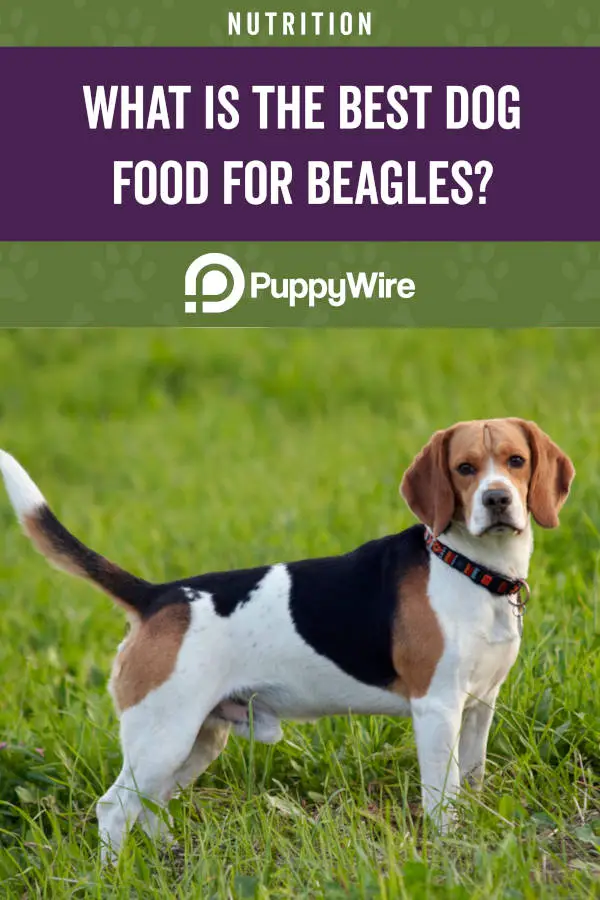 What is the best dog food for beagles?