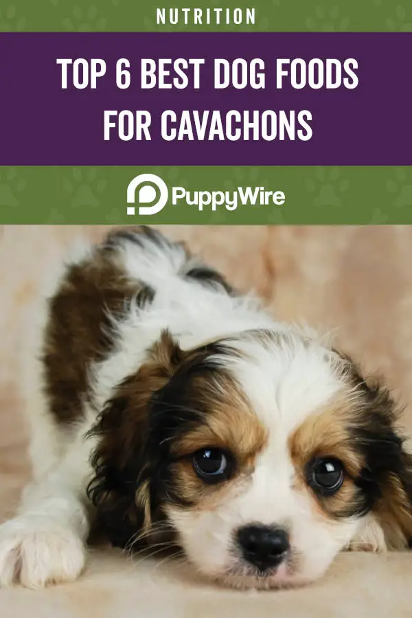 Top 6 Best Dog Foods for Cavachons