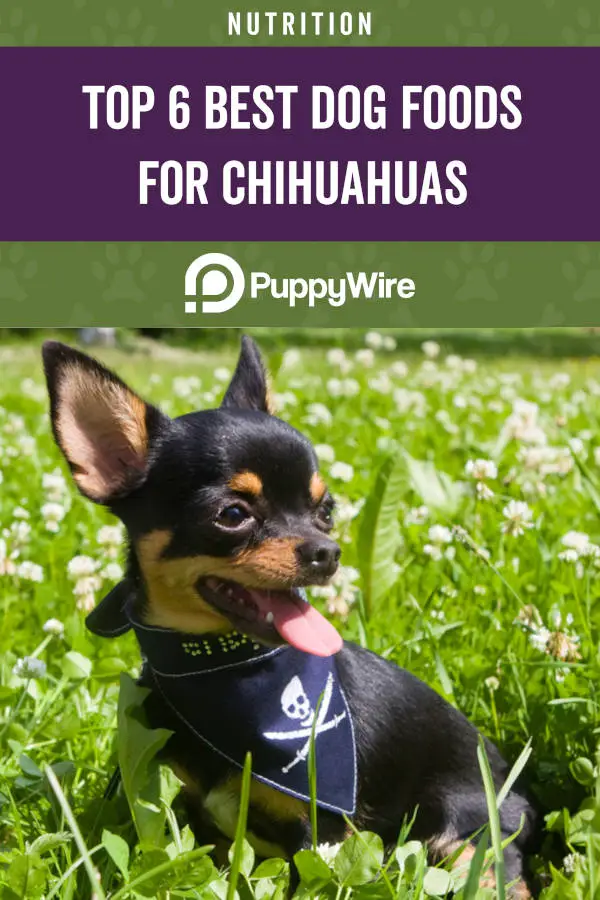 Top 6 Best Dog Foods for Chihuahuas