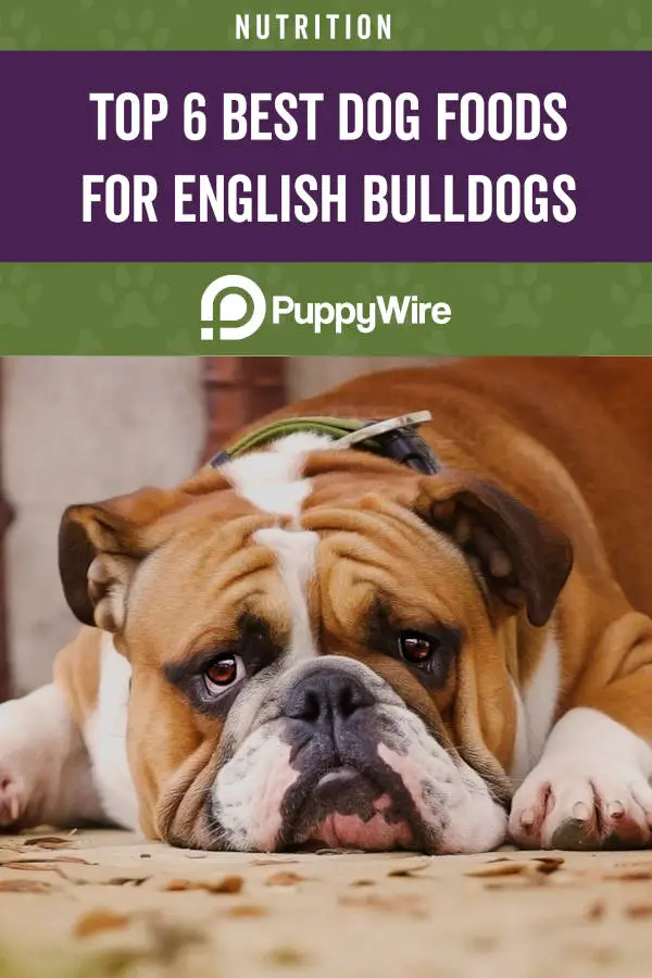 Top 6 Best Foods for English Bulldogs