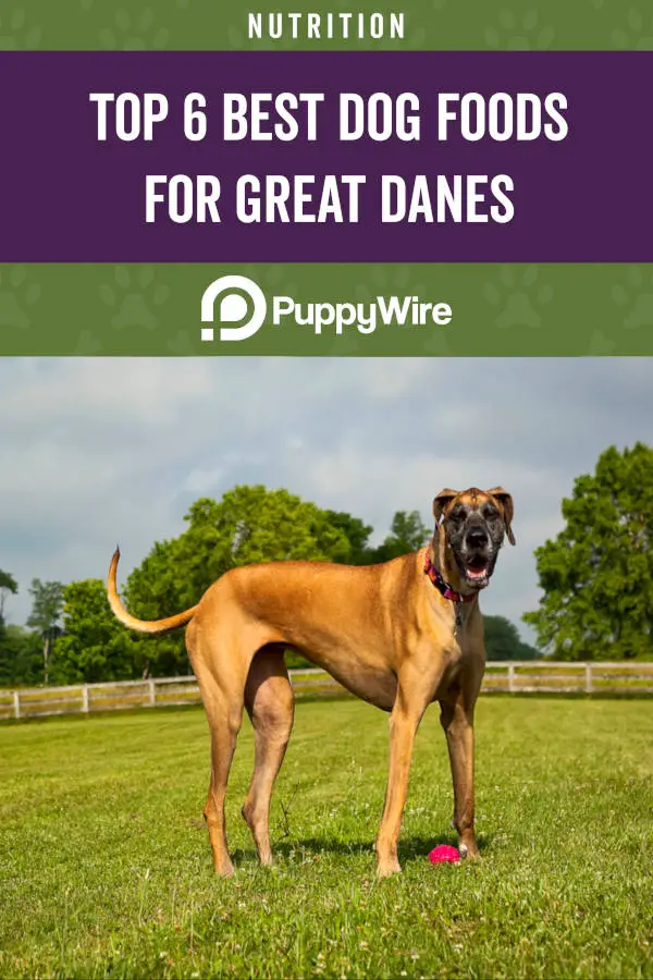 Top 6 Best Dog Foods for Great Danes