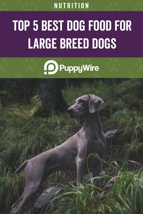 Top 5 Best Dog Foods for Large Breed Dogs