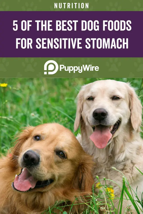 5 of the Best Dog Foods for Sensitive Stomach