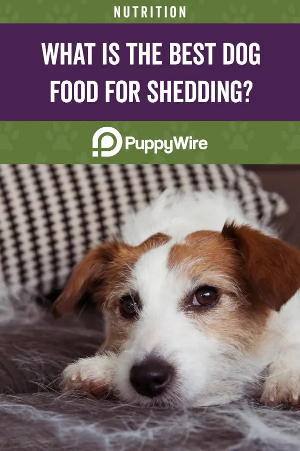 What is the best dog food for shedding?