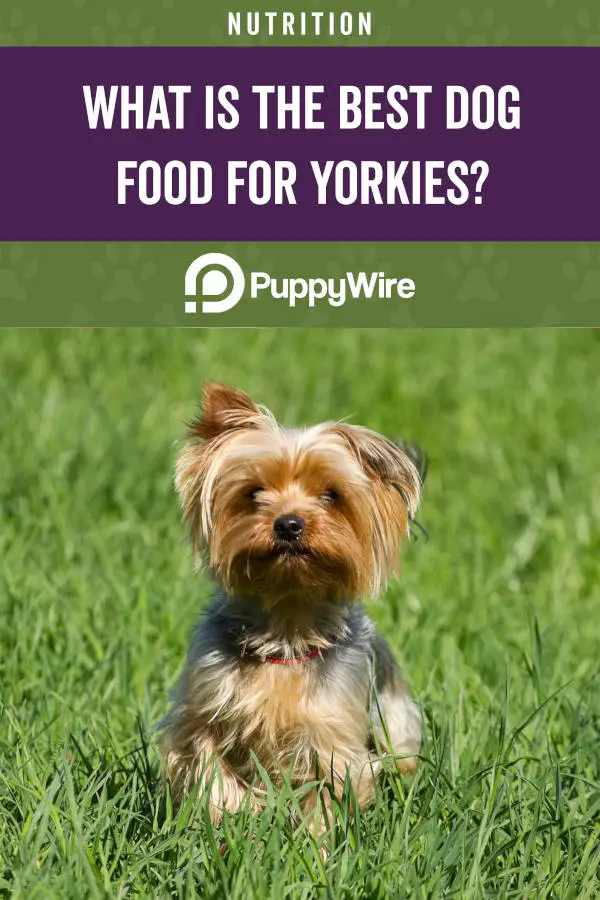 21 Best Dog Foods for Yorkies: Dry, Wet, Puppy, Picky & More