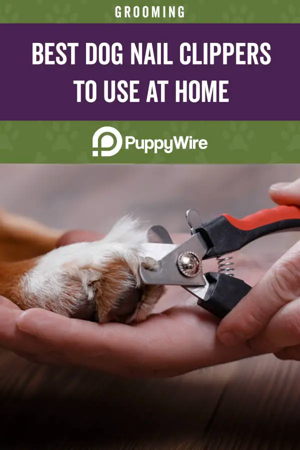 best home dog nail clippers