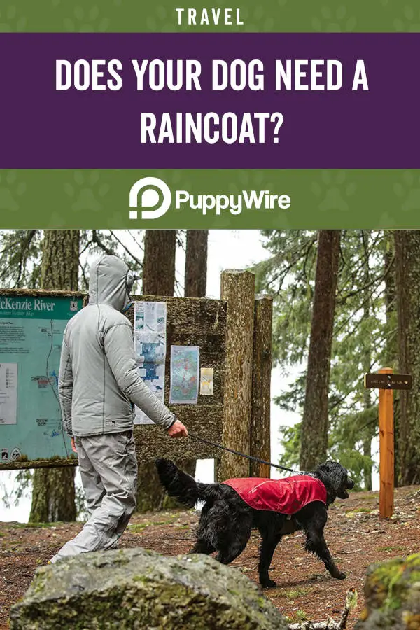 Does your dog need a raincoat?