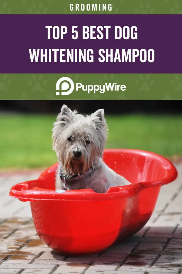 Top 5 Best Dog Whitening Shampoo