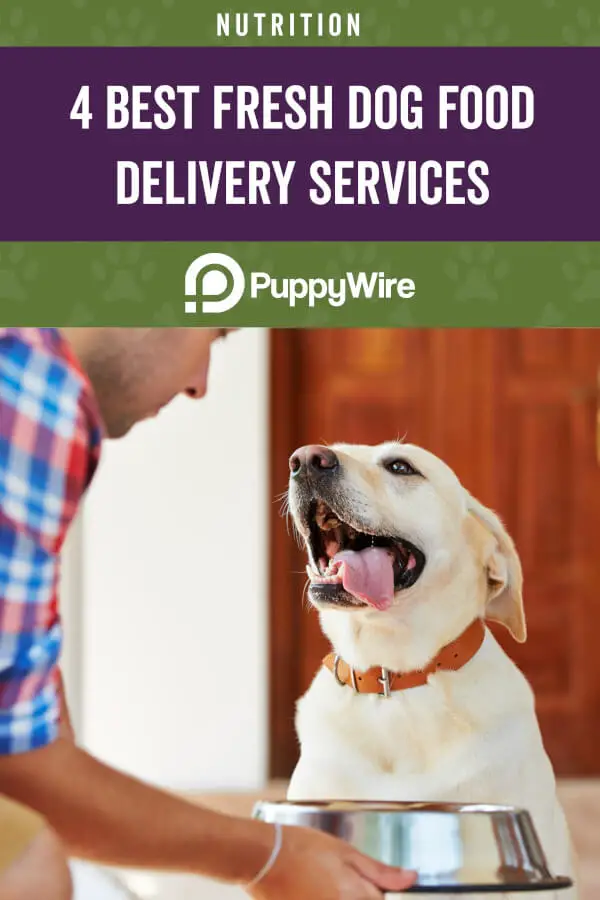 best fresh dog food delivery service