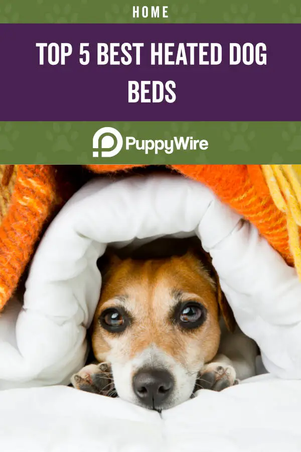 Top 5 Best Heated Dog Beds