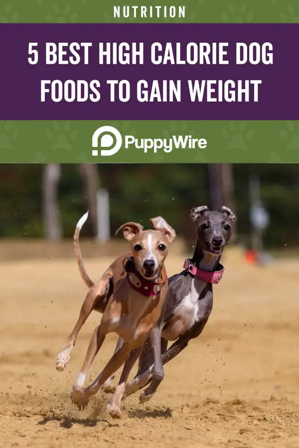 5 of the Best High Calorie Dog Foods to Gain Weight and Muscle